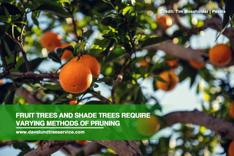 Fruit trees and shade trees require varying methods of pruning