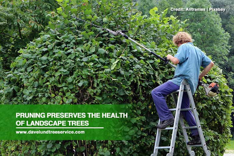 Pruning preserves the health of landscape trees