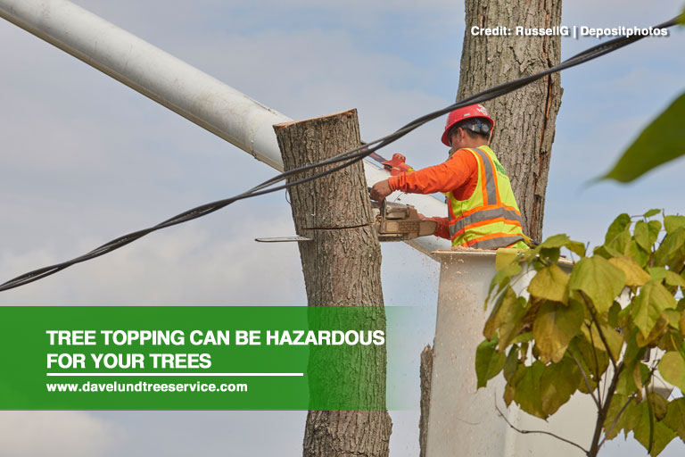 Tree topping can be hazardous for your trees