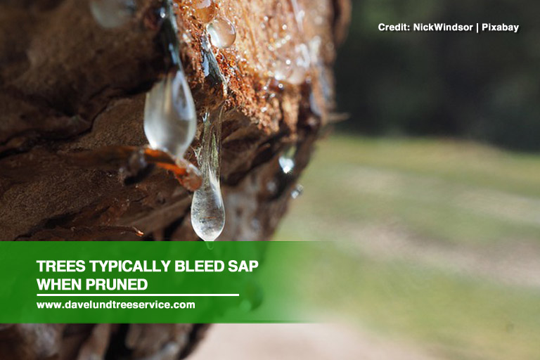 Trees typically bleed sap when pruned