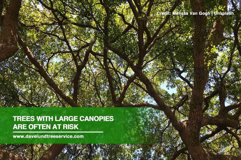 Trees with large canopies are often at risk