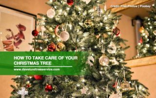 How-to-Take-Care-of-Your-Christmas-Tree