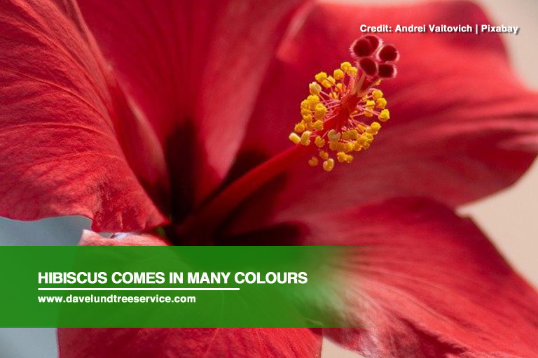 Hibiscus comes in many colours