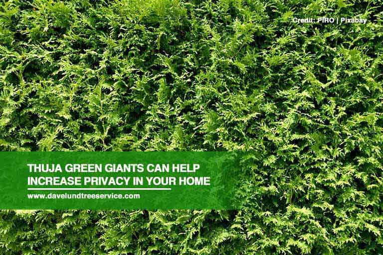 Thuja green giants can help increase privacy in your home