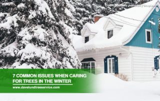 7 Common Issues When Caring for Trees in the Winter