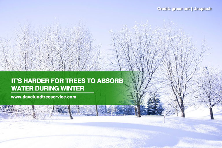 It's harder for trees to absorb water during winter