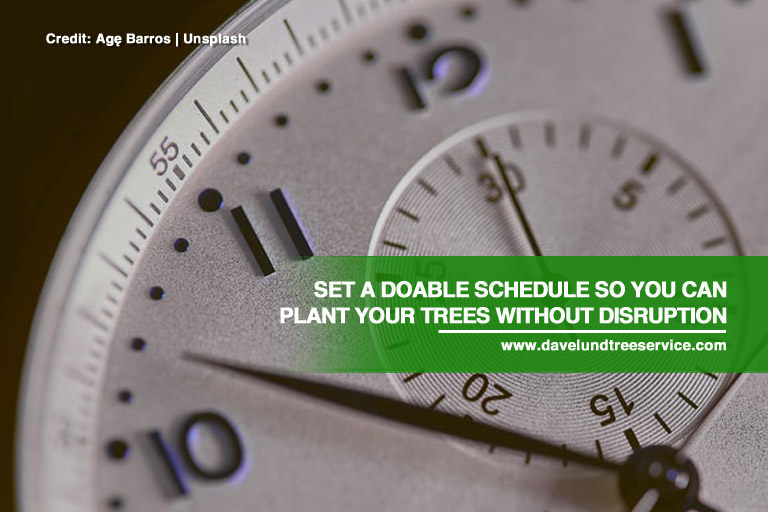 Set a doable schedule so you can plant your trees without disruption