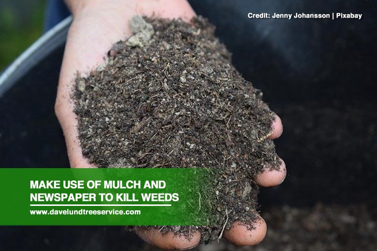 Make use of mulch and newspaper to kill weeds 