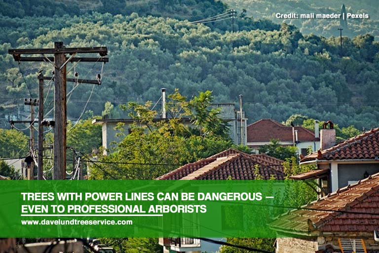 Trees with power lines can be dangerous — even to professional arborists