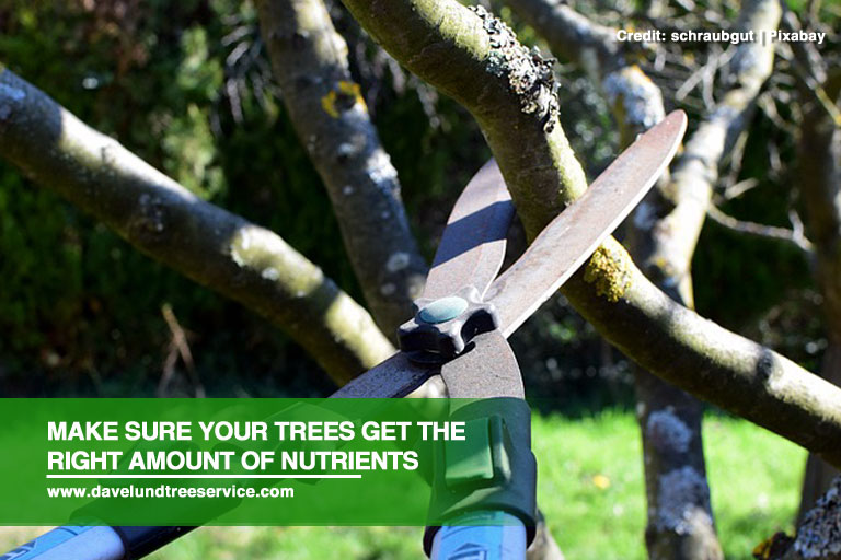 Make sure your trees get the right amount of nutrients