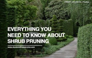 Everything You Need to Know About Shrub Pruning