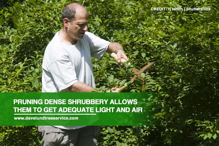 Pruning dense shrubbery allows them to get adequate light and air