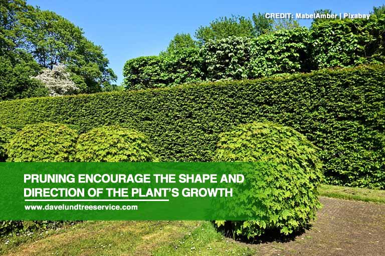 Pruning encourage the shape and direction of the plant’s growth