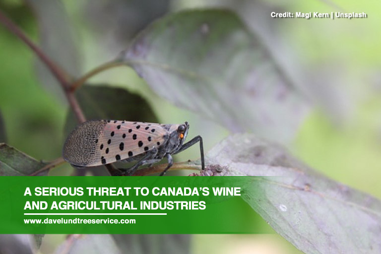 A serious threat to Canada’s wine and agricultural industries