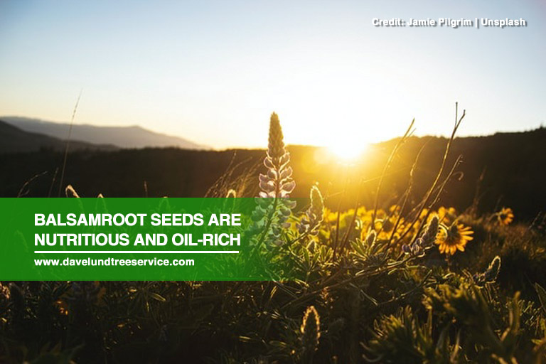 Balsamroot seeds are nutritious and oil-rich