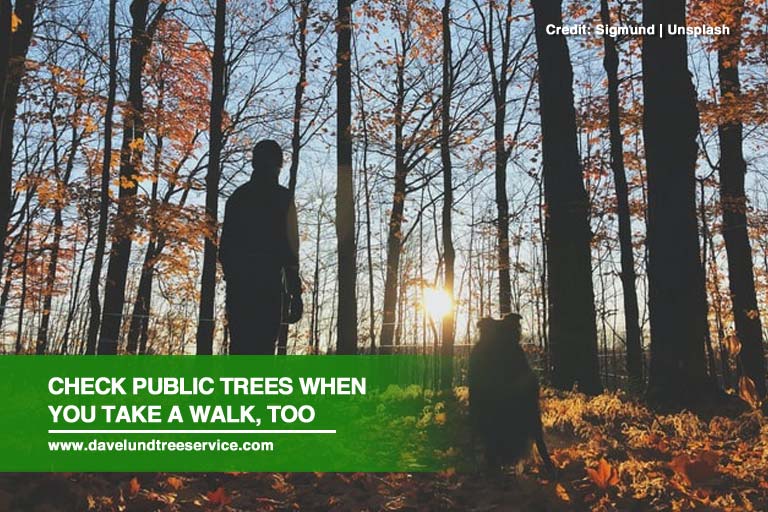 Check public trees when you take a walk, too