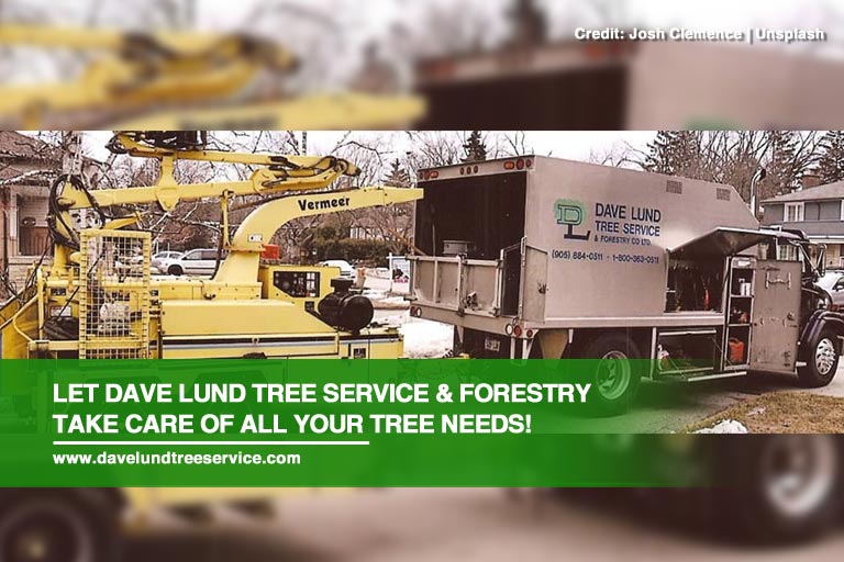 Let Dave Lund Tree Service & Forestry take care of all your tree needs!