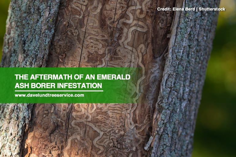 The aftermath of an emerald ash borer infestation