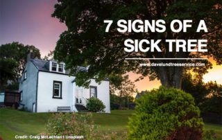 7 Signs of A Sick Tree