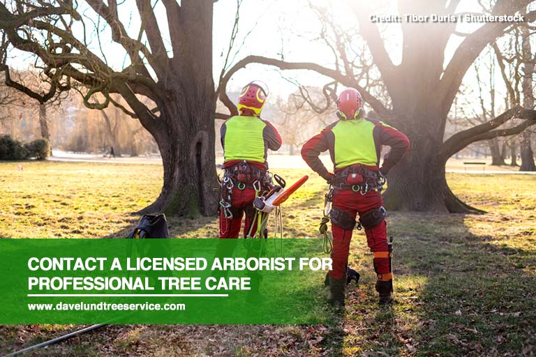 Contact a licensed arborist for professional tree care