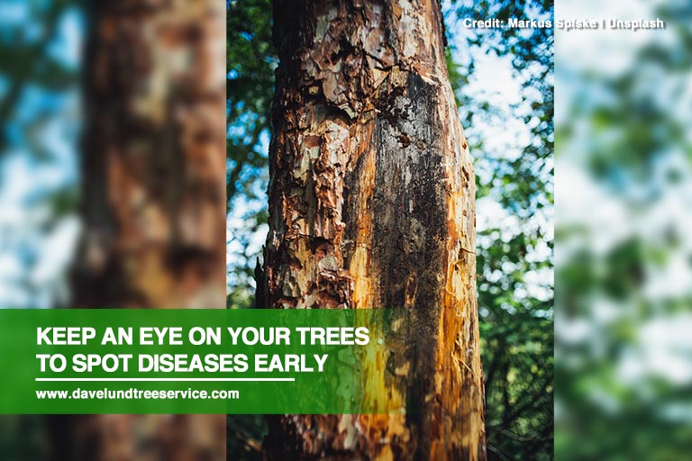 Keep an eye on your trees to spot diseases early