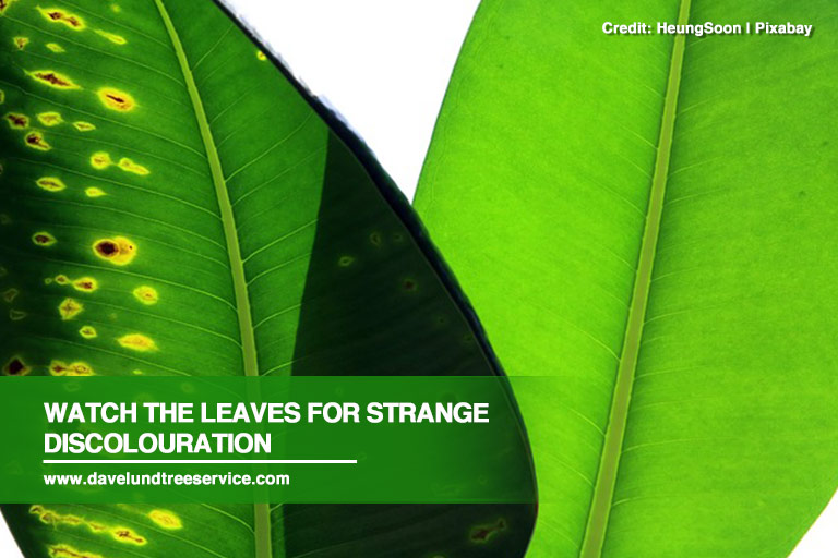 Watch the leaves for strange discolouration