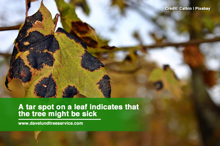 A tar spot on a leaf indicates that the tree might be sick