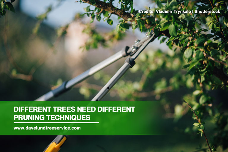 Different trees need different pruning techniques