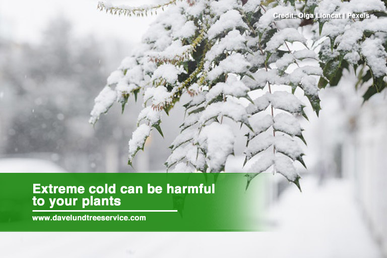 Extreme cold can be harmful to your plants