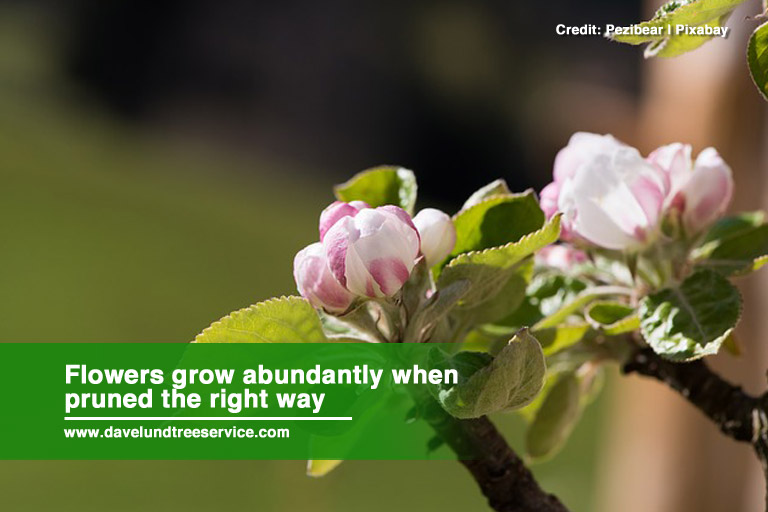 Flowers grow abundantly when pruned the right way