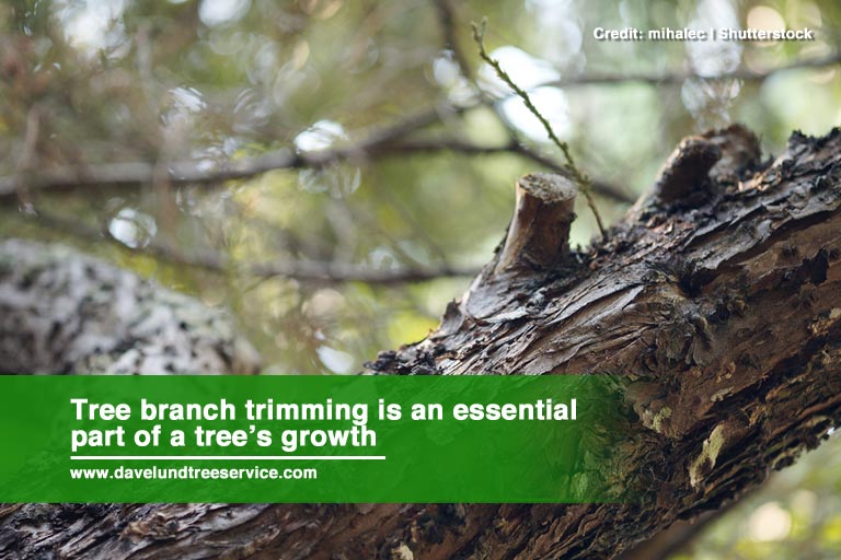 Tree branch trimming is an essential part of a tree’s growth