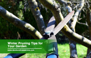 Winter Pruning Tips for Your Garden