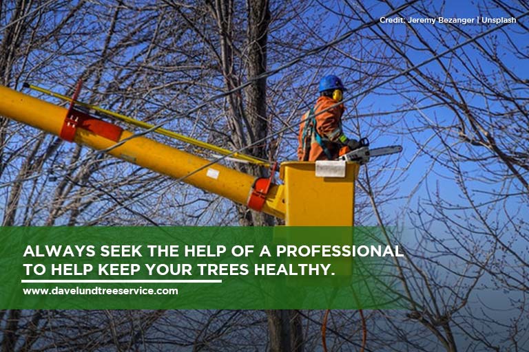 Always seek the help of a professional to help keep your trees healthy.