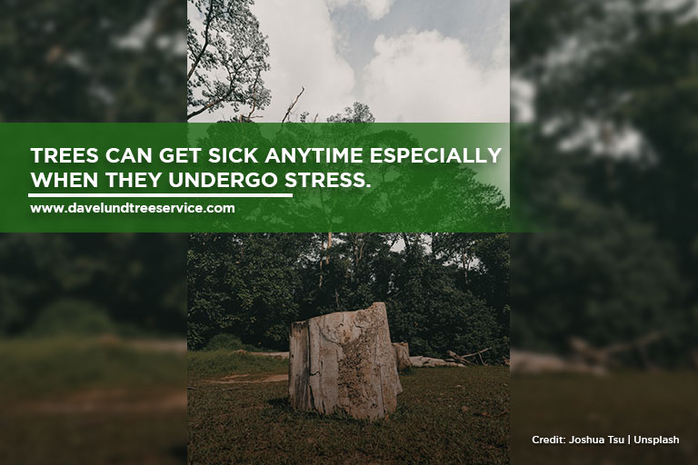 Trees can get sick anytime especially when they undergo stress.