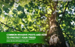 Common Invasive Pests and How to Protect Your Trees