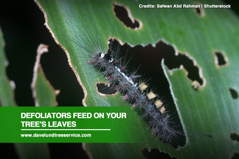 Defoliators feed on your tree’s leaves