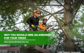 Why You Should Hire an Arborist for Your Trees