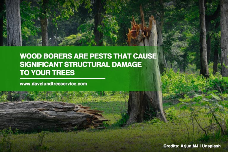 Wood borers are pests that cause significant structural damage to your trees