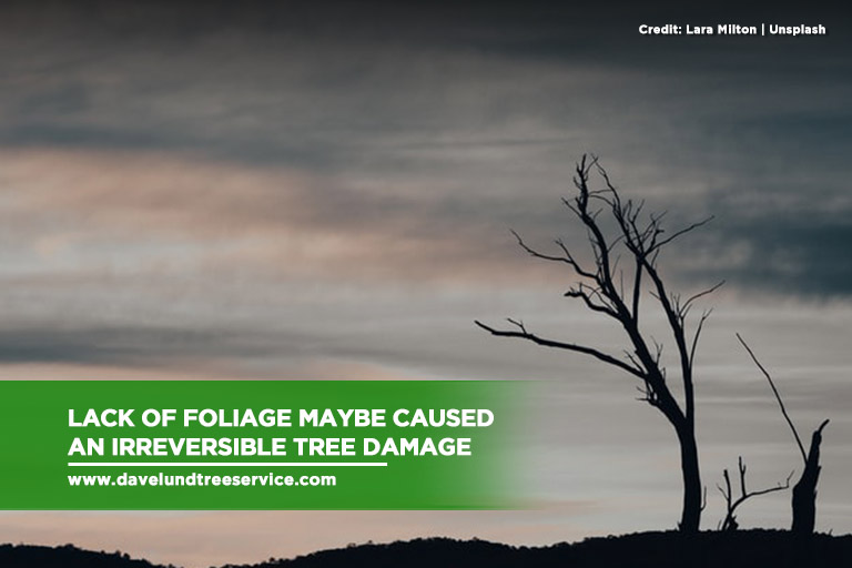 Lack of foliage maybe caused an irreversible tree damage