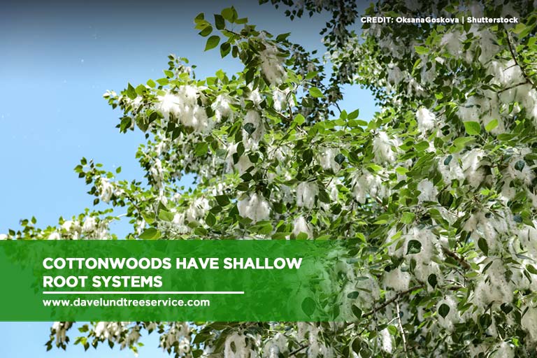 Cottonwoods have shallow root systems