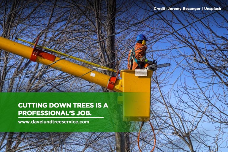 Cutting down trees is a professional’s job.