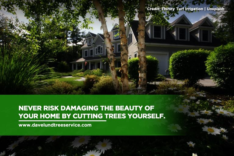 Never risk damaging the beauty of your home by cutting trees yourself.