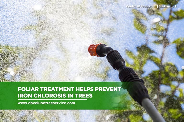 Foliar treatment helps prevent iron chlorosis in trees