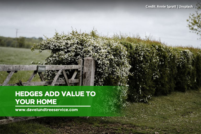 Hedges add value to your home.