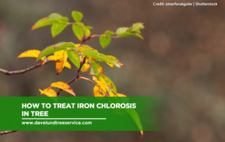 How to Treat Iron Chlorosis in Tree