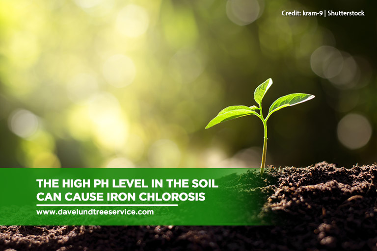 The high pH level in the soil can cause iron chlorosis