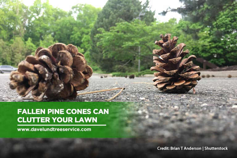 Fallen pine cones can clutter your lawn