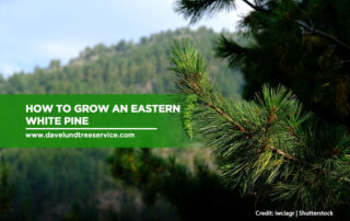 How to Grow an Eastern White Pine