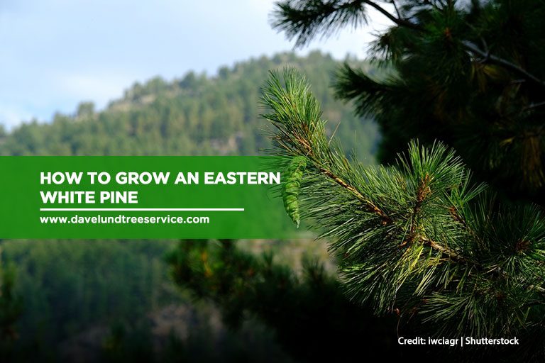 Eastern White Pine, An Effective Remedy For The Common Cold - Eat The Planet