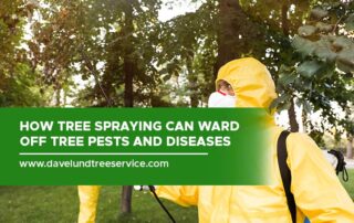 How Tree Spraying Can Ward off Tree Pests and Diseases